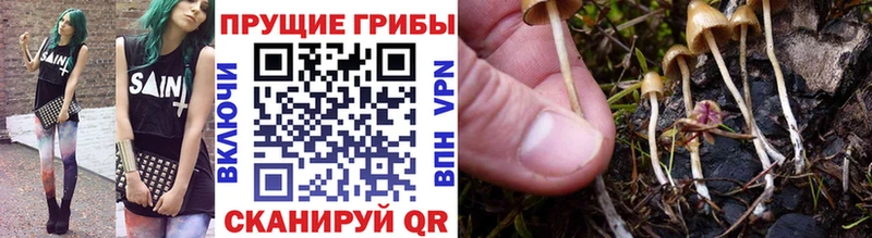 Галлюциногенные грибы Cubensis Кодинск